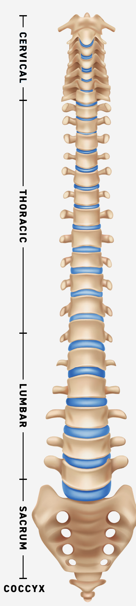 Labeled diagram of the spine showing the cervical, thoracic, lumbar, sacrum, and coccyx sections